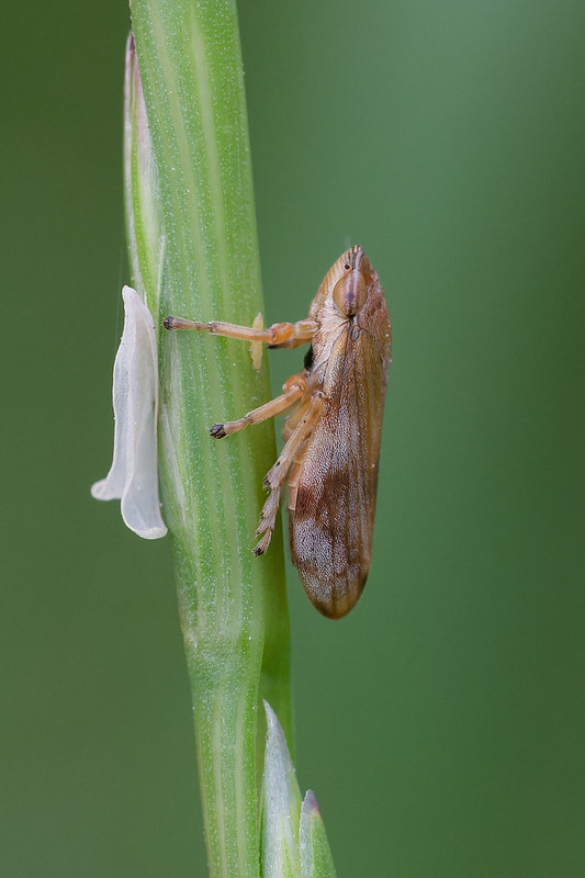 32 Neophilaenus campestris.jpg